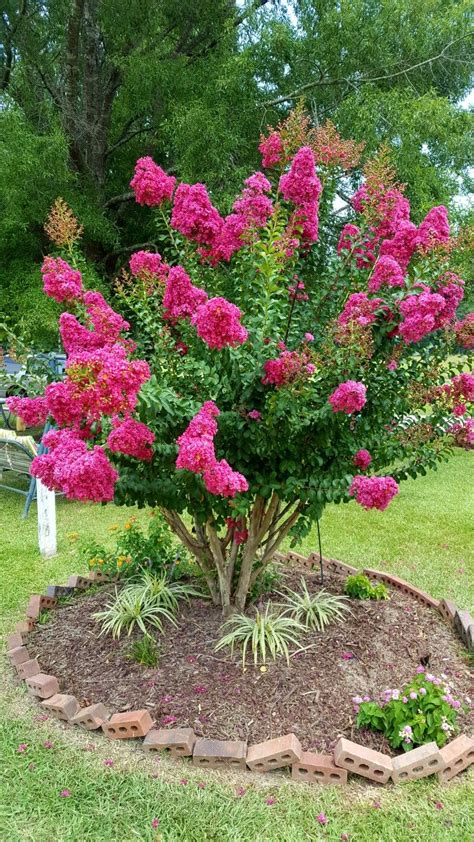 The symbolism of witching hour crepe myrtle in folklore and mythology